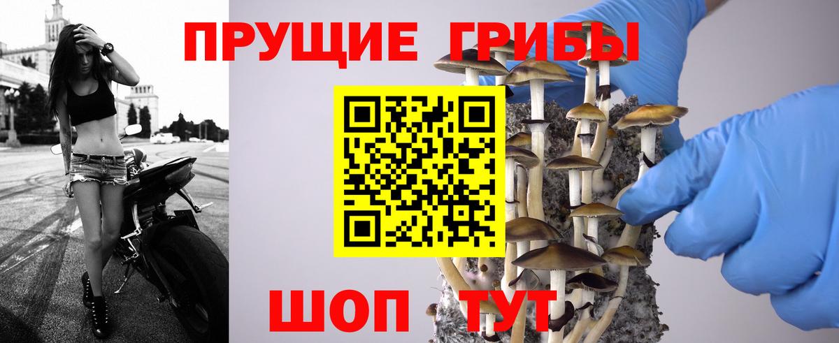 Псилоцибиновые грибы прущие грибы  Галлюциногенные грибы Psilocybe  Менделеевск 
